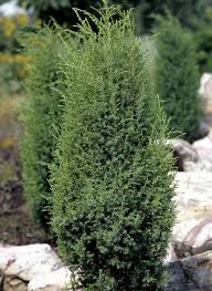 Maybe you would like to learn more about one of these? Conifers For The Southwest Region Choosing Coniferous Plants For Arid Conditions