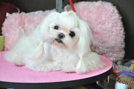 Maltese Grooming Tweety Tear Stain Cleaning Top Knot Tutorial Groom A Maltese Maltese Dogs Dog Food Brands