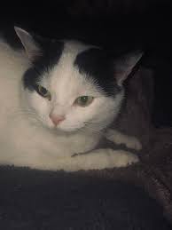 Lost cat in Ashfield area of Sydney?