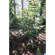 Image result for Pentaphylacaceae