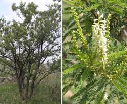 Image result for Polystachya