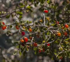 Image result for Lycium