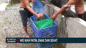 Selain itu, sisiknya pun tampak mengilat dan insangnya masih berwarna merah. Mie Instan Dari Ikan Patin Enak Menyehatkan Video Dailymotion