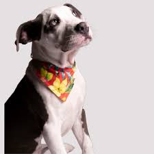 Pars Ve Bal Oli And Lui Tropical Summer Bandanasi Ile Pars In Bakislarina Dikkat Tum Oli And Lui Aksesuarlari Ve In 2020 Dogs Animals Pitbulls
