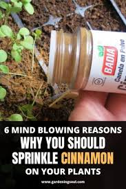 6 Mind Blowing Reasons Why You Should Sprinkle Cinnamon On Your Plants In 2020 Plant Benefits Plants Garden Care