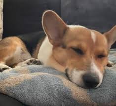 Maybe you would like to learn more about one of these? 4 Best Corgi Breeders In Illinois 2021 We Love Doodles