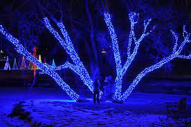 Beautiful Tree Lit Up With Christmas Lights At Hudson Gardens In Littleton Co Winter Trees Picture Tree Snowy Trees