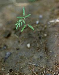 Image result for Indigofera dendroides