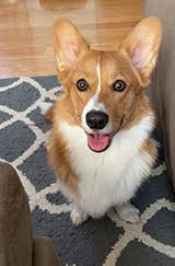 Exceptional akc pembroke welsh corgi puppies/line. Corgi Of Fantasy Farms Hastings Minnesota Pembroke Welsh Corgi Breeder Corgi Puppies