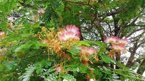 Flowers that grow on trees in hindi. List Of Flowering Trees In India 1 Is My Favourite