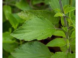 Image result for Salvia farinacea