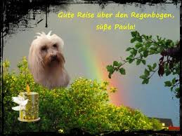 Ich bin sehr traurig das ich sie gehen lassen musste, aber keines meiner geliebten hunde hat es verdient leiden zu müssen weil wir keinen abschied nehmen wollen. Havaneser Zucht