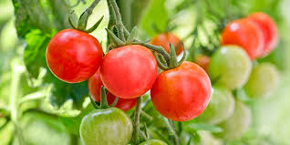We did not find results for: The Best Tomatoes For Every Recipe Salisbury Greenhouse