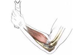 Mettre le coude au repos partiel ou total. Tennis Elbow Ou Tendinite Du Coude Ou Epicondylite