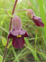 Image result for Tinnea apiculata