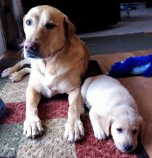 Aside from their sweet temperament. Sammy 11 080 Retrieve A Golden Of The Midwest