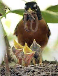Snapshots Pet Birds Backyard Birds Bird