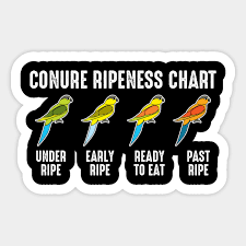 Conure Ripeness Chart Budgie Parakeet Bird Lover