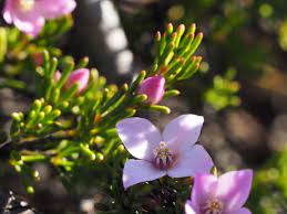 Boronia Oxyantha Wikipedia
