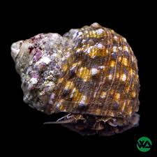 Image result for Turbina longiflora