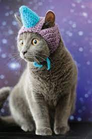Cats In Hats Cat Clothes Cat Hat Cat Dressed Up