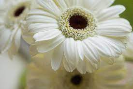 White flowers that look like sunflowers. November 2012 World Under Microscope
