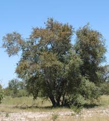 Image result for Combretum hereroense