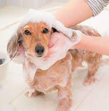 愛犬のシャンプー 顔にかかってok 頻度は 専門家が答えます いぬのきもちweb magazine 犬の気持ち いぬ ワンコ