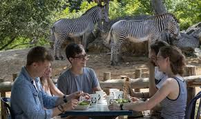 The beauval zoo in france was thrilled to welcome mbuti, the first okapi born in france since 1988. Restauration Et Pique Nique Zooparc De Beauval