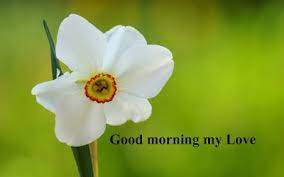 Good Morning Images Good Morning Quotes Good Morning Wallpapers Good Morning Wallpaper Good Morning Images Morning Images