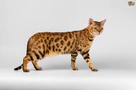 At What Age Should Male Cats Be Neutered Pets4homes 800 x 450 jpeg 40 кб. what age should male cats be neutered