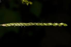 Image result for Urochloa panicoides