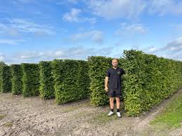 Image result for hornbeam hedge in winter