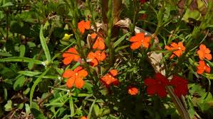 Image result for Striga passargei