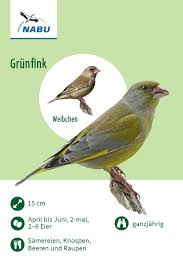 Der Grunfink In 2020 Grunfink Vogel Im Winter Vogel Im Garten