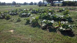 I srsly thought the show. How To Plant Bare Root Rhubarb Stark Bro S