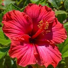 Image result for Hibiscus fuscus