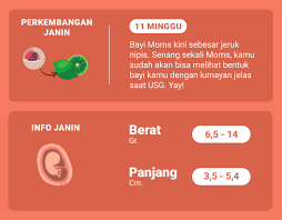 Bangan bayi menggunakan formulir kuesioner pra. Di Usia Kehamilan 11 Minggu Ini Bagaimana Perkembangan Janin Moms Inspirasi Shopee