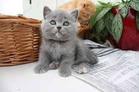 Susse Bkh Kitten Zu Verkaufen In 7770 Oberkirch Oberkirch Kurzhaar Katzen Baby Katzen Katzen Kaufen