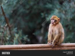 Cute baby monkeys video, the cutest monkeys you have ever seen Cute Baby Monkey Image Photo Free Trial Bigstock