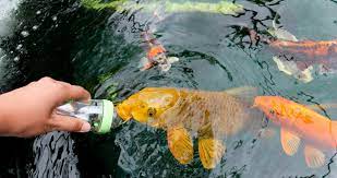 My Chinese Parents Would Never Let Me Have A Dog Or Cat Here S A Picture Of Me Bottle Feeding A Koi Fish Instead Koi Pond Goldfish Pond Koi Fish Pond