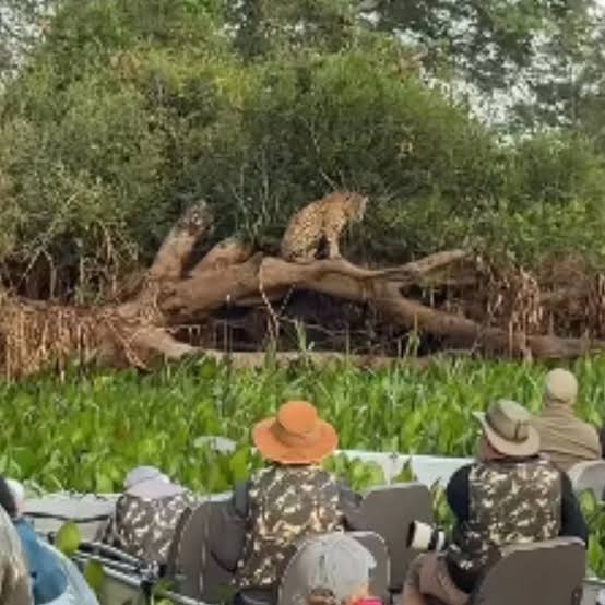 Turistas causam "engarrafamento de barcos" para ver on&ccedil;a no Pantanal