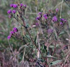 Image result for Vernonia stenocephala