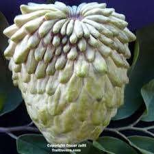 Image result for Macadamia aff. integrifolia