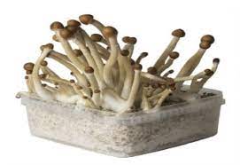 Which would be easier for a novice, is stronger and if anyone has an extra tips on the growing. Grow Mushrooms With A Growkit Ultimate Instruction Guide