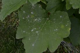 The zucchini's themselves seem fine, and the leaves don't seem to be harmed by it either. Powdery Mildew White Spots On Plants Identification Prevention And Treatment Farmer Jer S Gardening