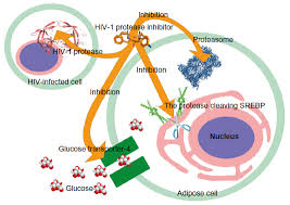 Supplied as a lyophilized powder. Hiv Protease Inhibitors A Review Of Molecular Selectivity And Toxicit Hiv