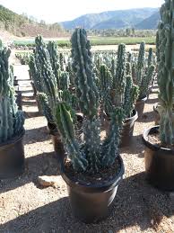 Image result for Cereus