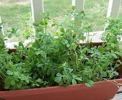 Image result for Trigonella foenum-graecum