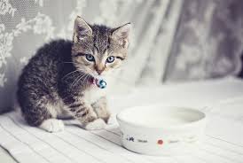Yavru Kedi Sut Icer Mi Iki Pati